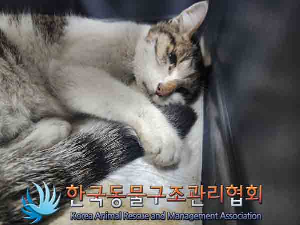 한국동물구조관리협회_411307202400513